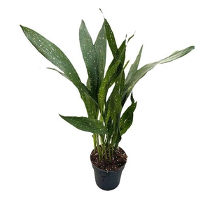 Aspidistra Elatior Milky Way 17Ø 60-70cm 20pp