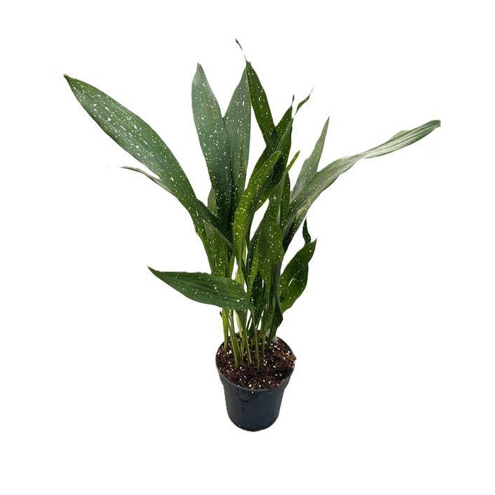 <h4>Aspidistra Elatior Milky Way 17Ø 60-70cm 20pp</h4>