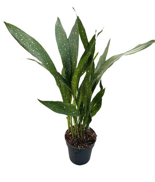 Aspidistra Elatior Milky Way 17Ø 60-70cm 20pp