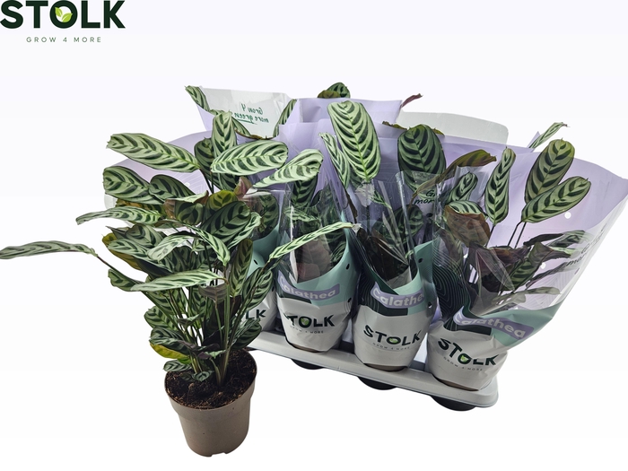 <h4>CTENANTHE BURLE-MARX</h4>