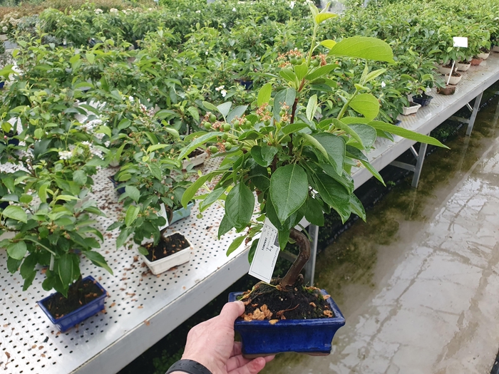 <h4>Malus domestica</h4>