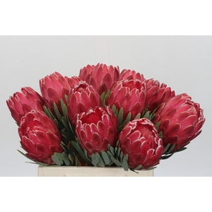 Protea Venus