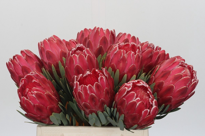 <h4>Protea Venus</h4>