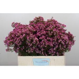 Chamelaucium Kalbarri