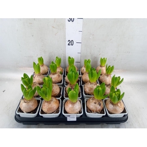 Hyacinthus orie. 'Pearl White'