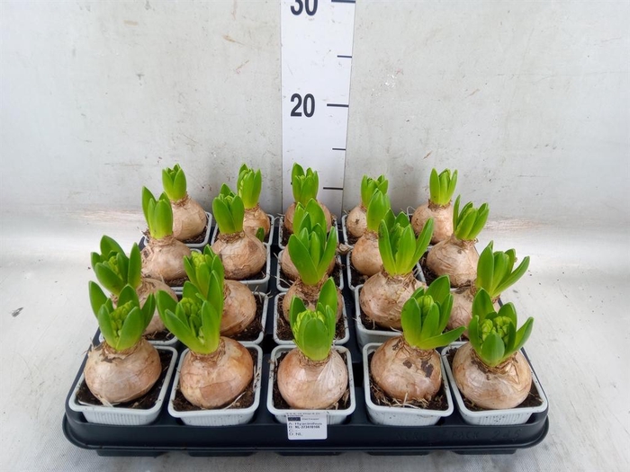 <h4>Hyacinthus orie. 'Pearl White'</h4>