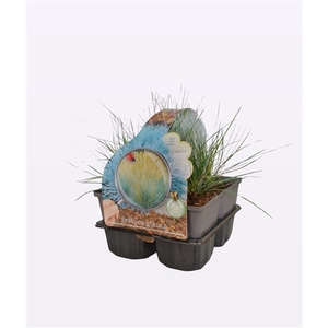 Festuca glauca 'Elija Bleu'