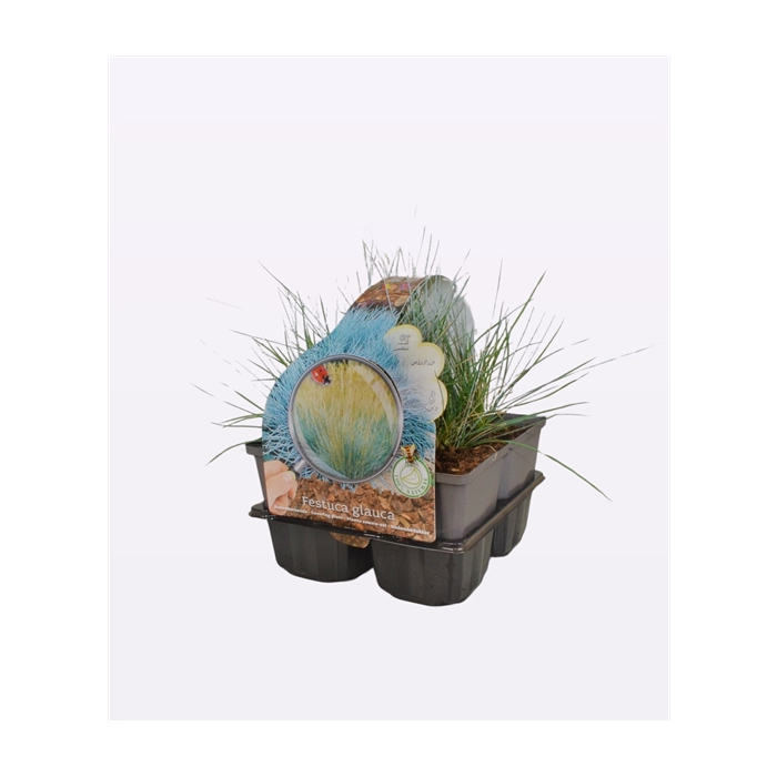 <h4>Festuca glauca 'Elija Bleu'</h4>