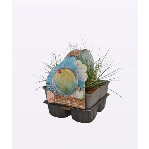 Festuca glauca 'Elija Bleu'