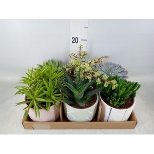 Succulents   ...