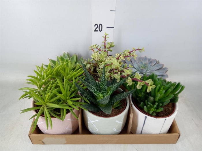 <h4>Succulents   ...</h4>