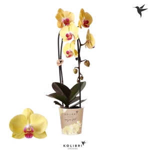 Phalaenopsis Elegant Cascade