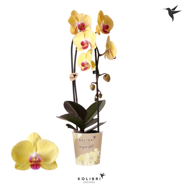 <h4>Phalaenopsis Elegant Cascade</h4>