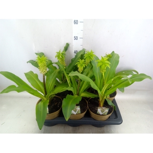 Eucomis bicolor