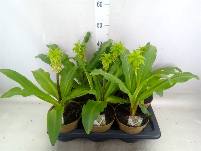 <h4>Eucomis bicolor</h4>