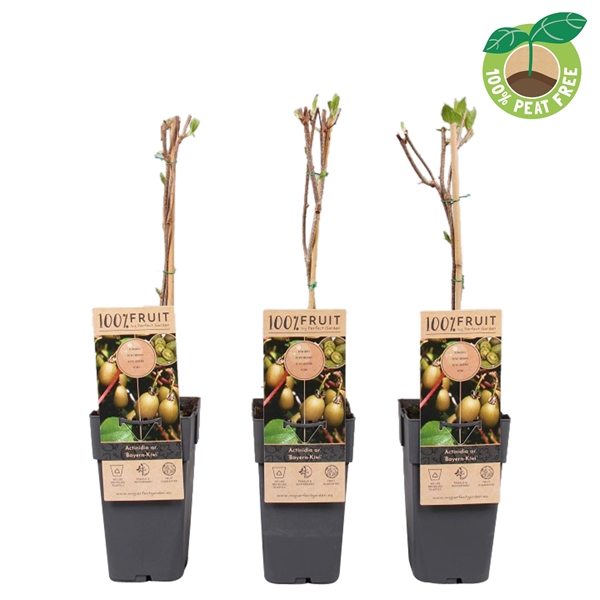 <h4>Actinidia ar. 'Bayern-Kiwi'</h4>