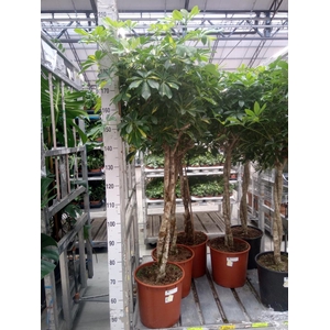 Schefflera arbor. 'Gold Capella'