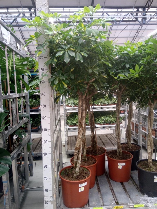 <h4>Schefflera arbor. 'Gold Capella'</h4>