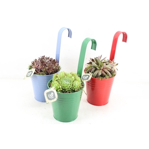 arr4 Semp JS - Zink balkon hanger mix x6