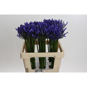 Agapanthus Uri