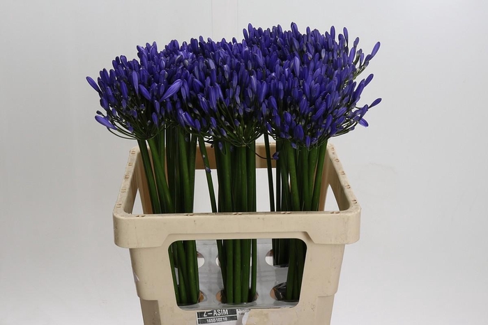 <h4>Agapanthus Uri</h4>