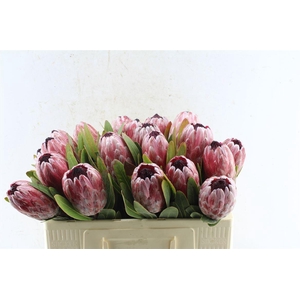 Protea Pink Ice