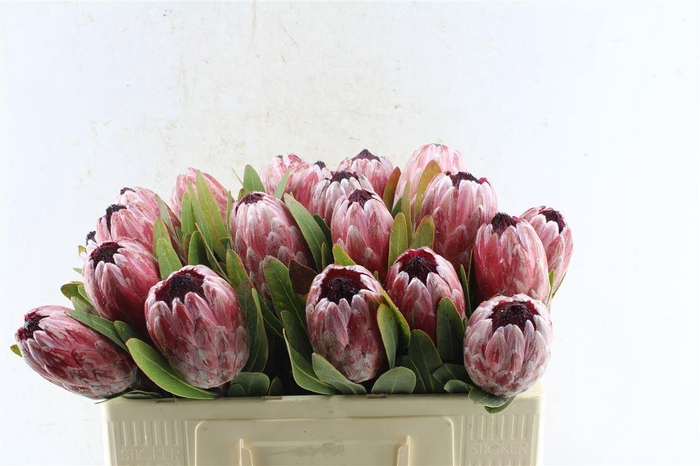 <h4>Protea Pink Ice</h4>