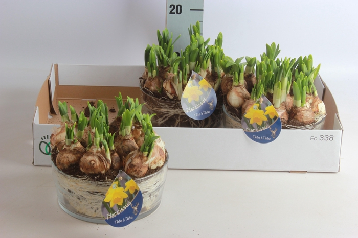 <h4>ARR NARCISSUS</h4>