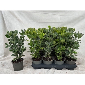 EUONYMUS JAP GEM
