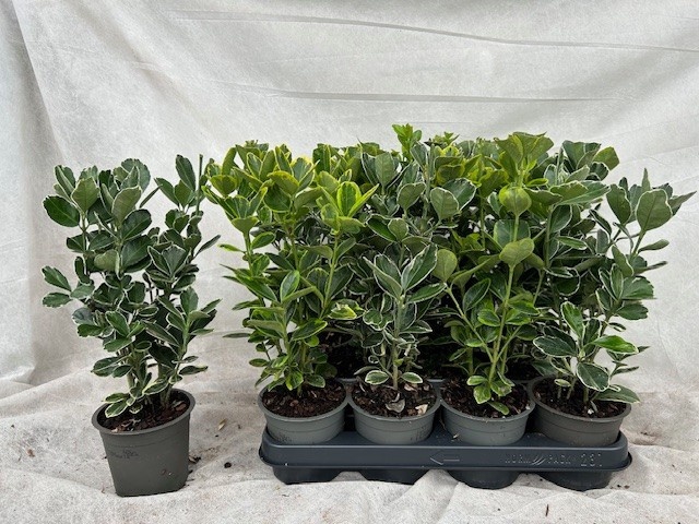 <h4>EUONYMUS JAP GEM</h4>