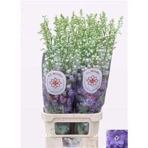 Delph Du Aurora Lave 120cm