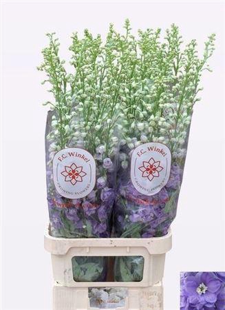 <h4>Delph Du Aurora Lave 120cm</h4>