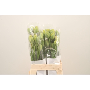 Tu Fr Du Princes Unique