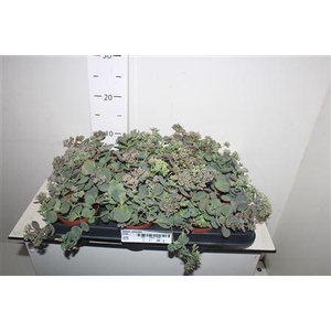 Sedum Sieboldii
