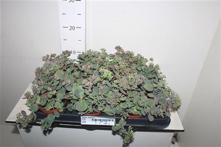 Sedum Sieboldii