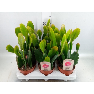 Epiphyllum   ...
