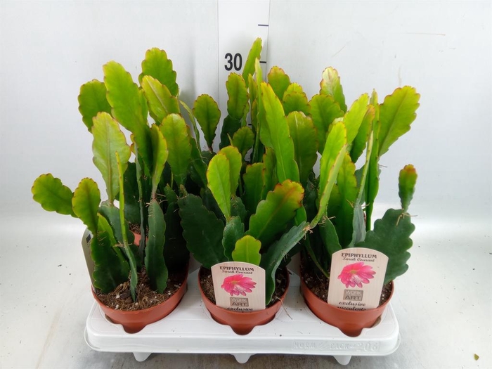 <h4>Epiphyllum   ...</h4>