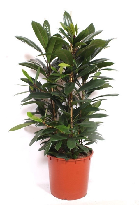 <h4>Ficus cyathistipula</h4>