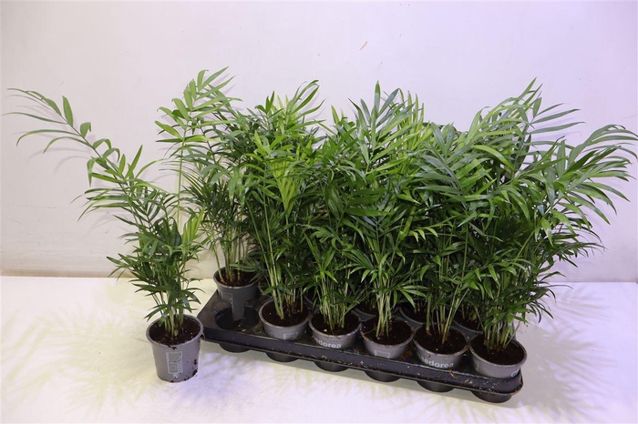 <h4>Chamaed Elegans</h4>