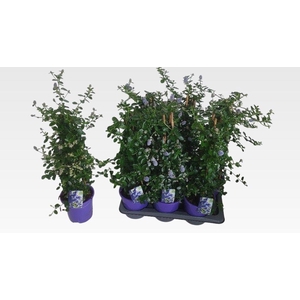 CEAN TH REPENS