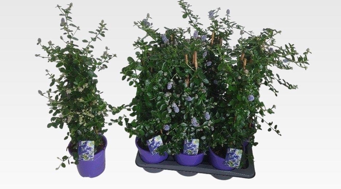 <h4>CEAN TH REPENS</h4>