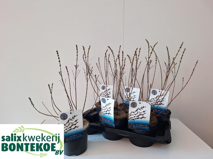 <h4>SALIX SUBOPPOSITA</h4>