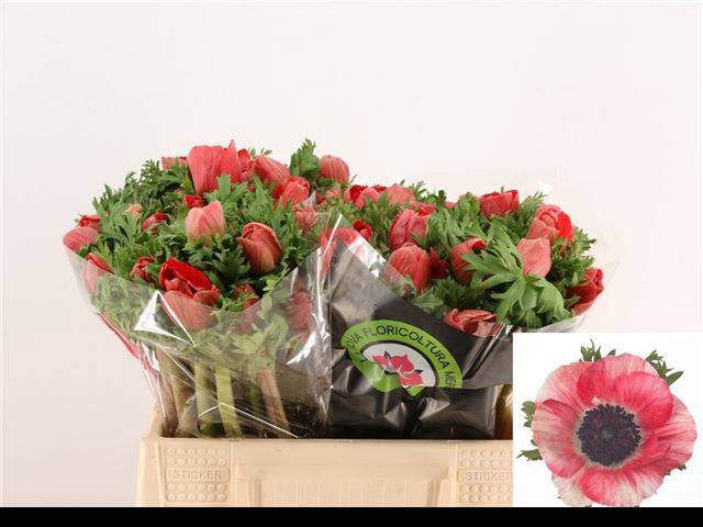 <h4>ANEM CO MIS + RED</h4>