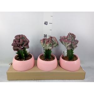 Euphorbia   ...mix