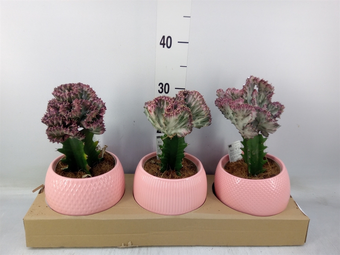 <h4>Euphorbia   ...mix</h4>