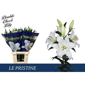 LI OT LE PRISTINE