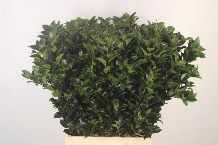 <h4>Ilex X M Bl Fantasy</h4>