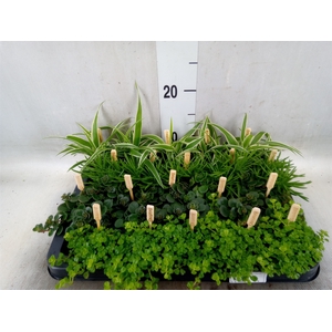 Planten  ..mix