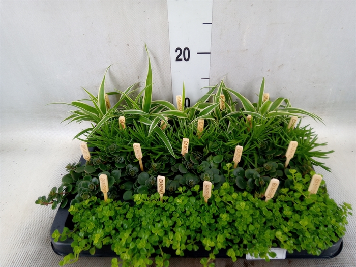 <h4>Planten  ..mix</h4>