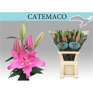 Li Or Catemaco 5+